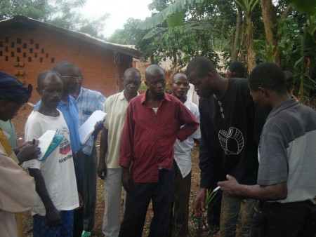 Mise en sachet des jeunes palmiers